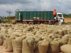 Filière Cacao- La fuite vers la Guinée bat son plein, le Conseil Café-Cacao fuit aussi, Moussa Sanogo interpellé
