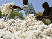 Le coton africain tire son épingle du jeu sur un marché au point mort