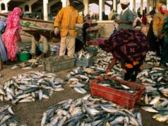 Afrique de l’Ouest: trop de poisson «détourné» vers les usines de farine