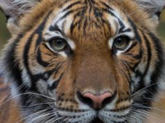 Coronavirus: un tigre d’un zoo de New York testé positif