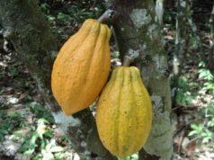 Les producteurs de cacao d’Alépé invités à se faire recenser