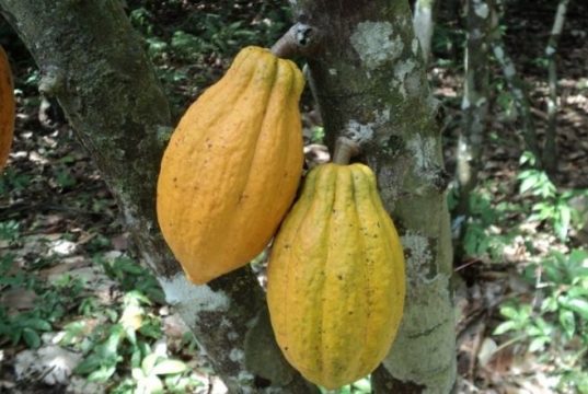 Les producteurs de cacao d’Alépé invités à se faire recenser