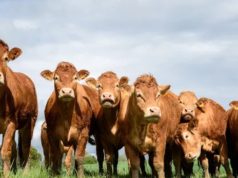 La consommation de viande dans le monde devrait reculer de 3% cette année selon la FAO