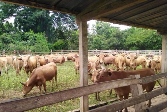 Il faut sauver le Ranch de la Marahoué