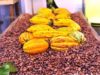 Côte d’Ivoire- Pour la campagne principale 2026-2027, le kg de cacao s’achète à 1200 FCFA, le café à 1300 FCFA
