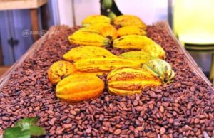 Côte d’Ivoire- Pour la campagne principale 2026-2027, le kg de cacao s’achète à 1200 FCFA, le café à 1300 FCFA