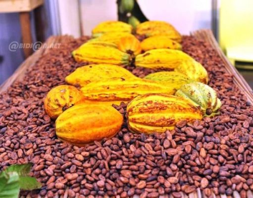 Côte d’Ivoire- Pour la campagne principale 2026-2027, le kg de cacao s’achète à 1200 FCFA, le café à 1300 FCFA