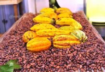Côte d’Ivoire : le gouvernement annonce la création d’un Institut du Café et du Cacao pour renforcer la recherche et la compétitivité