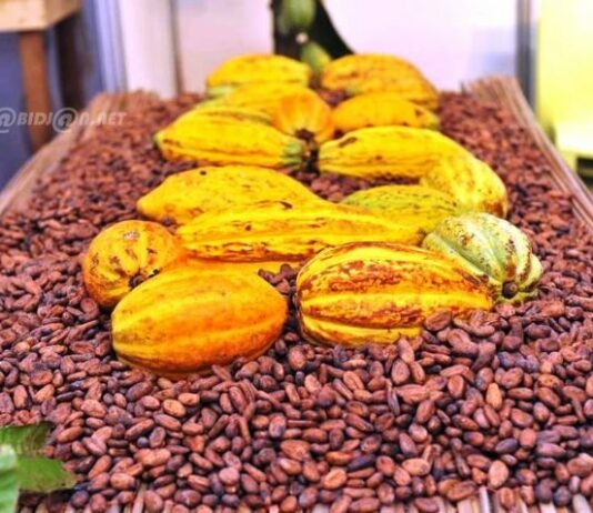 Côte d’Ivoire : le gouvernement annonce la création d’un Institut du Café et du Cacao pour renforcer la recherche et la compétitivité