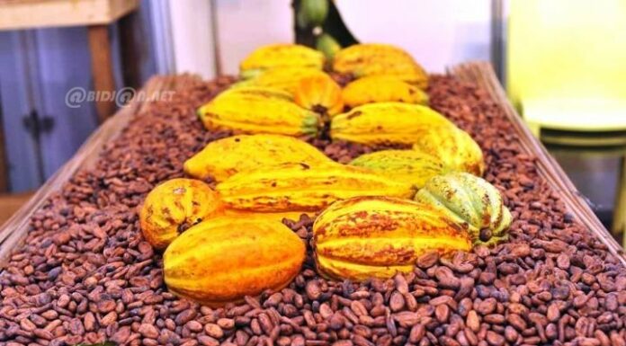 Côte d’Ivoire : le gouvernement annonce la création d’un Institut du Café et du Cacao pour renforcer la recherche et la compétitivité