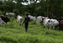 République centrafricaine – Sangha-Mbaere : autorités, agriculteurs et éleveurs unissent leurs efforts pour prévenir les conflits liés à la transhumance