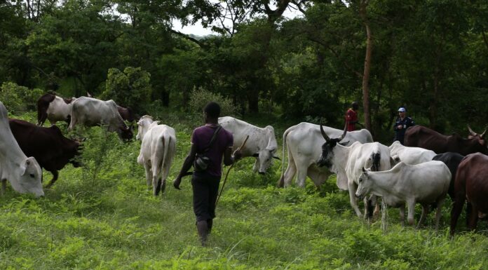 République centrafricaine – Sangha-Mbaere : autorités, agriculteurs et éleveurs unissent leurs efforts pour prévenir les conflits liés à la transhumance