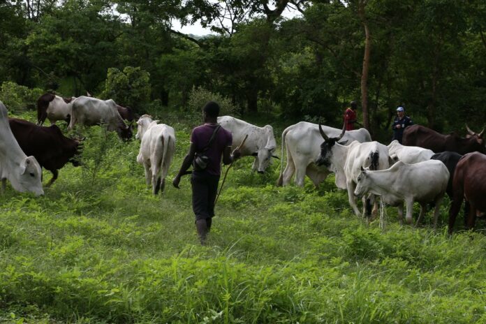 Transhumance